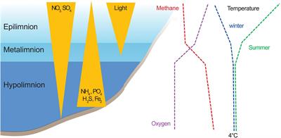 Candidatus Methylumidiphilus Drives Peaks in Methanotrophic Relative Abundance in Stratified Lakes and Ponds Across Northern Landscapes